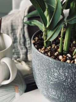 Bambus i potte 110cm