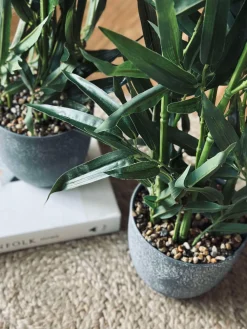 Bambus i potte 110cm