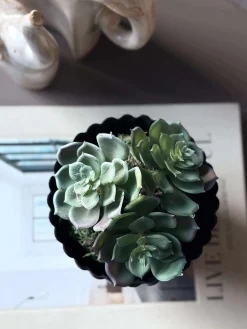 Blomst husløg moskugle