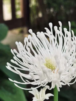 Blomst med solceller - Spider Lili hvid