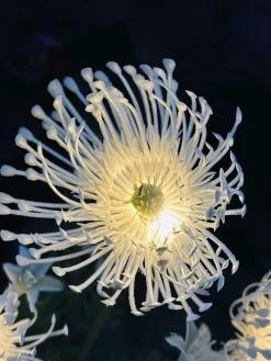 Blomst med solceller - Spider Lili hvid