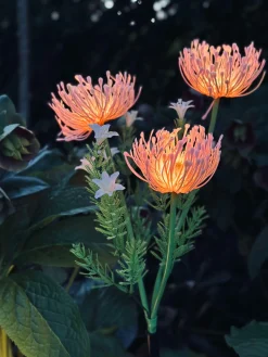 Blomst med solceller - Spider Lili rose