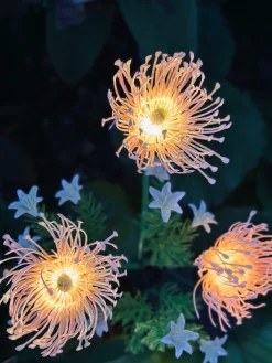 Blomst med solceller - Spider Lili rose