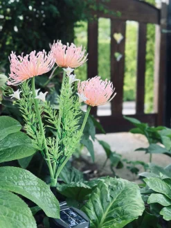 Blomst med solceller - Spider Lili rose