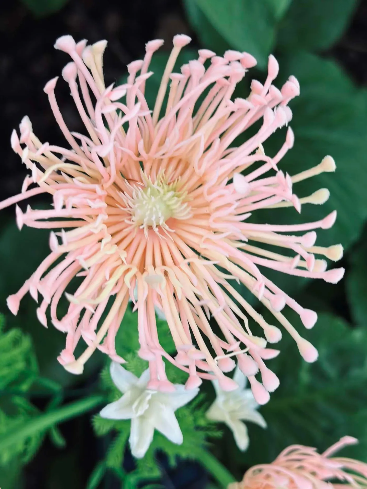 Blomst med solceller - Spider Lili rose