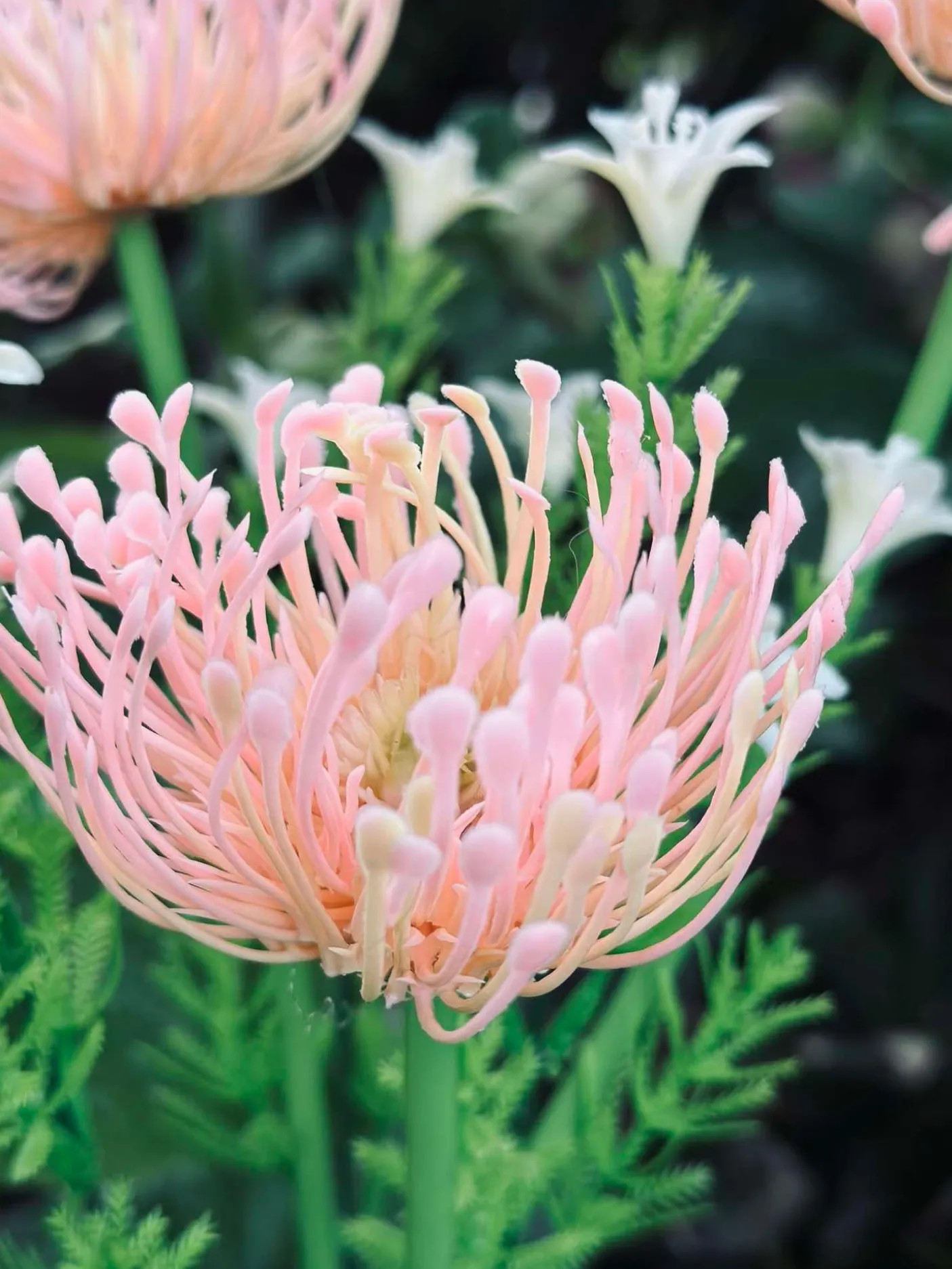 Blomst med solceller - Spider Lili rose