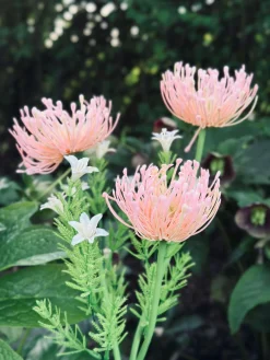 Blomst med solceller - Spider Lili rose