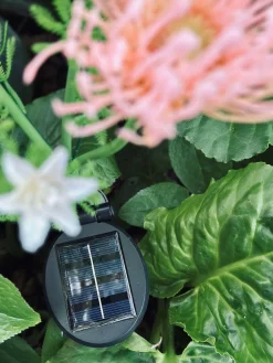 Blomst med solceller - Spider Lili rose