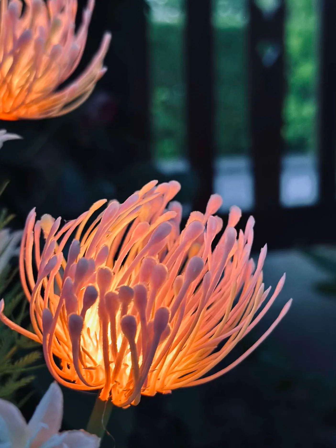 Blomst med solceller - Spider Lili rose