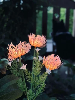 Blomst med solceller - Spider Lili rose