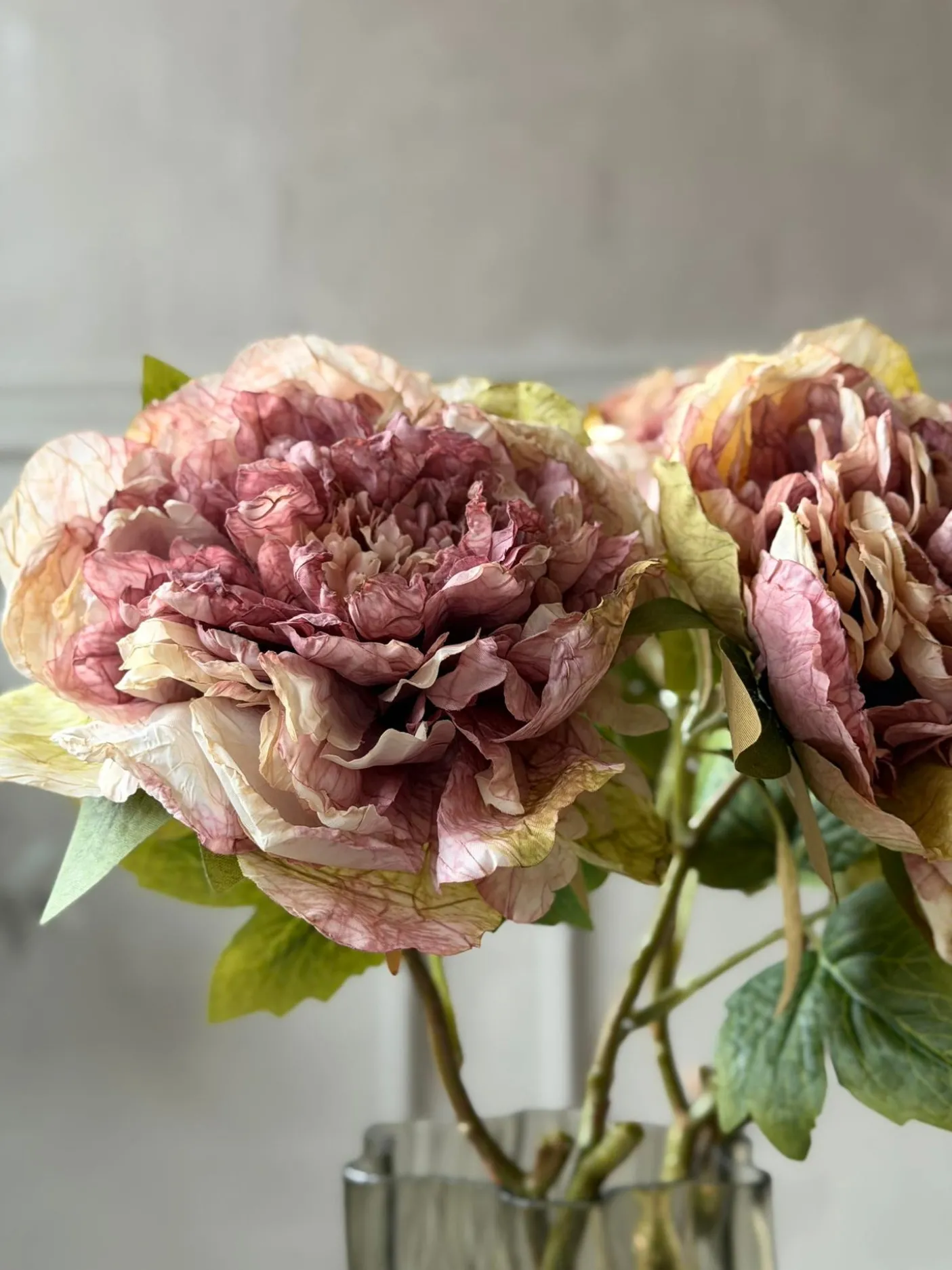 Blomst Pæon - Antik Cream / rosa