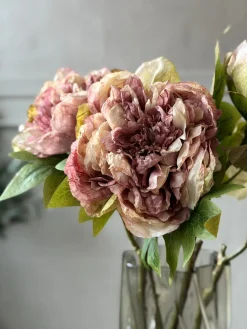 Blomst Pæon - Antik Cream / rosa