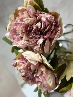 Blomst Pæon - Antik Cream / rosa