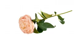 Blomst Pæon - Sart rosa 70cm