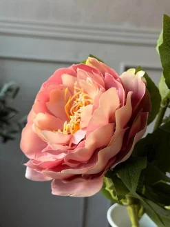 Blomst Pæon Rosa
