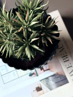 Blomst sukkulent moskugle