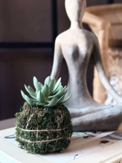 Blomst sukkulent moskugle