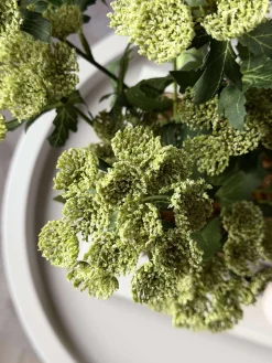 Blomsterstilk - Lime