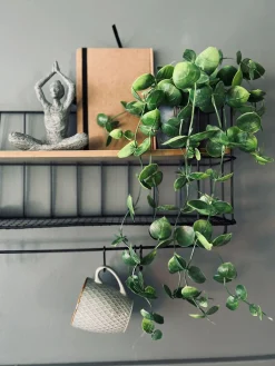 Hængeplante - Fresh green