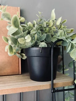 Hængeplante - Mint grøn