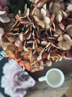 Hortensia - Brændte farver