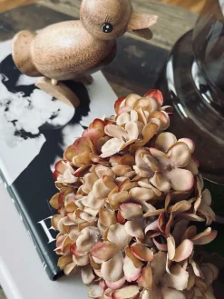 Hortensia - Brændte farver