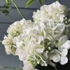 Hortensia Hvid