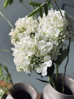 Hortensia Hvid