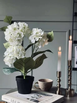 Hortensia i potte - Hvid