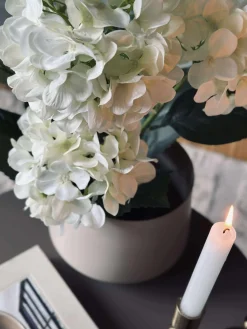 Hortensia i potte - Hvid