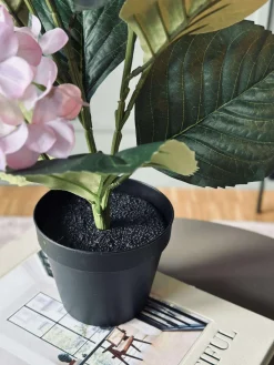 Hortensia i potte - Syren