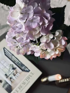 Hortensia i potte - Syren