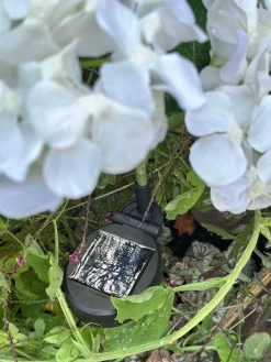 Hortensia med solceller - Hvid