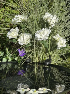 Hortensia med solceller - Hvid