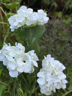 Hortensia med solceller - Hvid