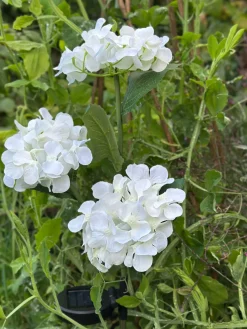 Hortensia med solceller - Hvid