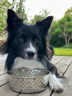 Hundeskål Rustfrit stål - Large