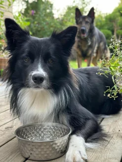 Hundeskål Rustfrit stål - Mellem