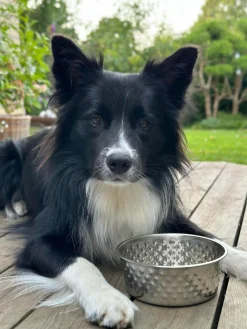 Hundeskål Rustfrit stål - Mellem