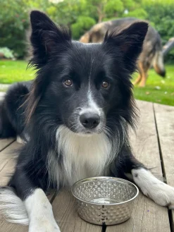 Hundeskål Rustfrit stål - Small