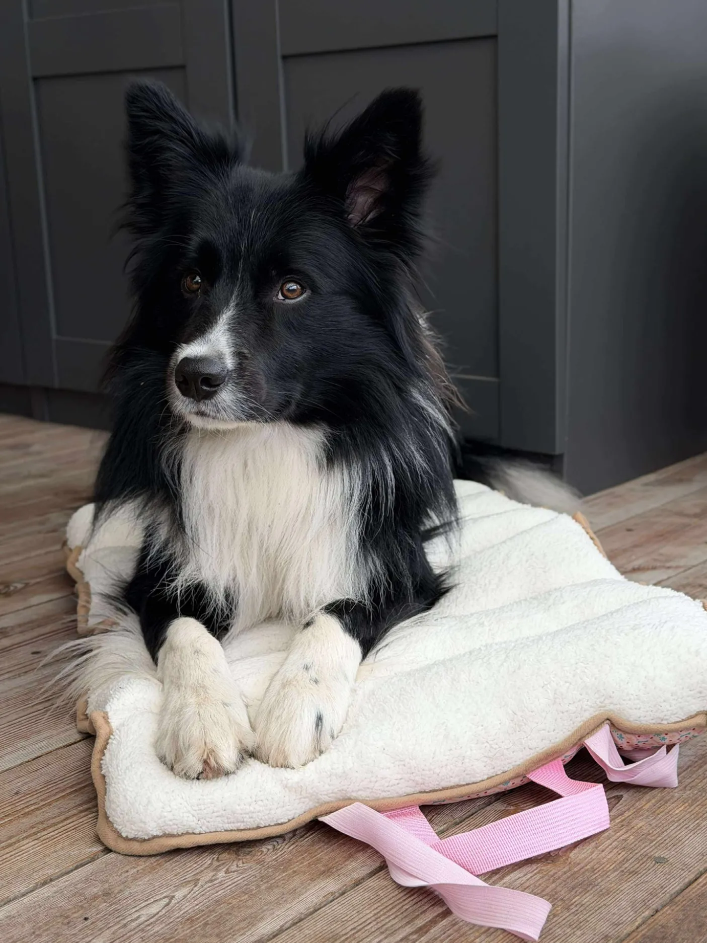 Hundetæppe - Foldbart