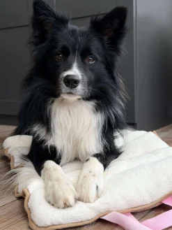 Hundetæppe - Foldbart