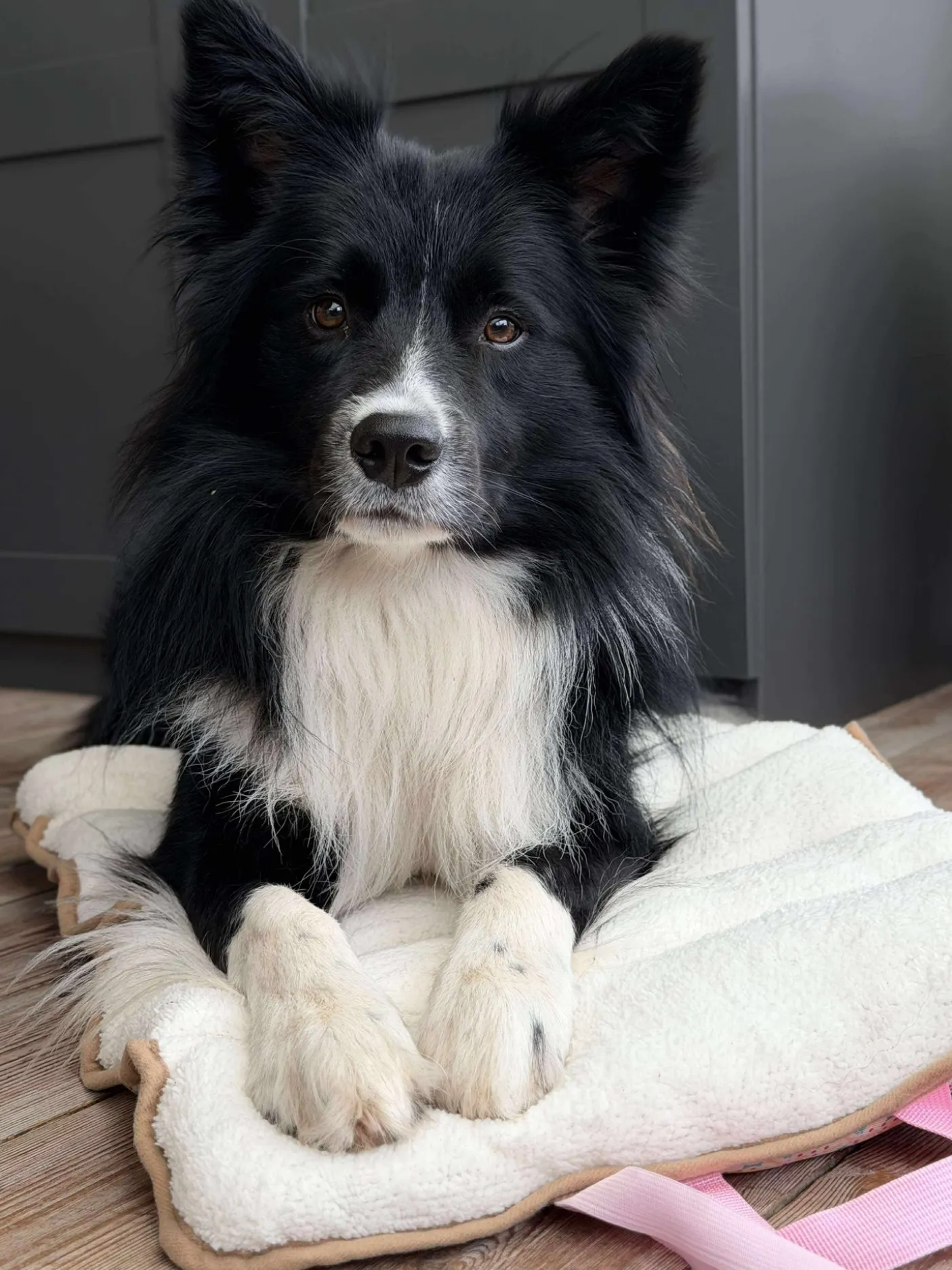 Hundetæppe - Foldbart