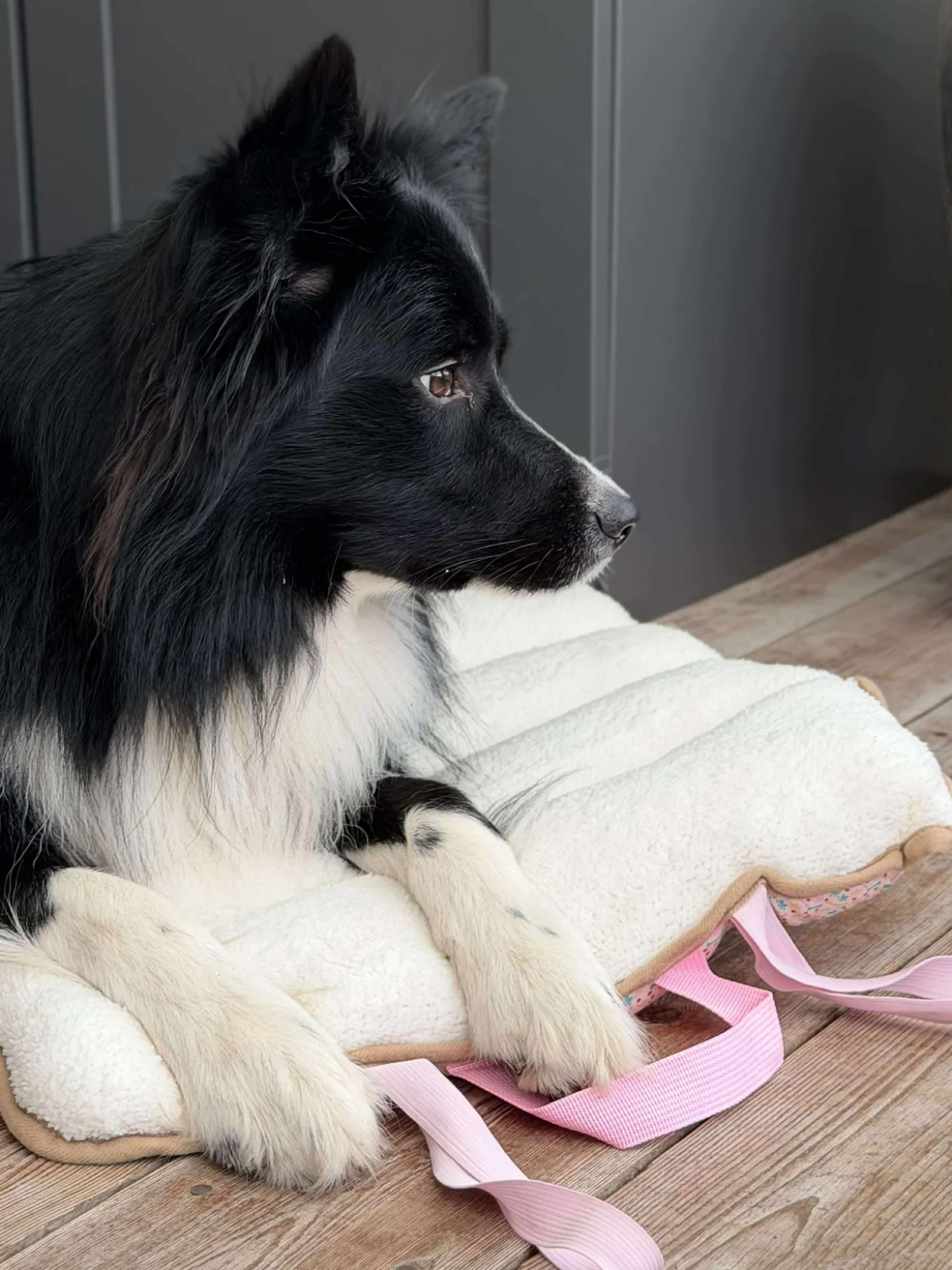 Hundetæppe - Foldbart