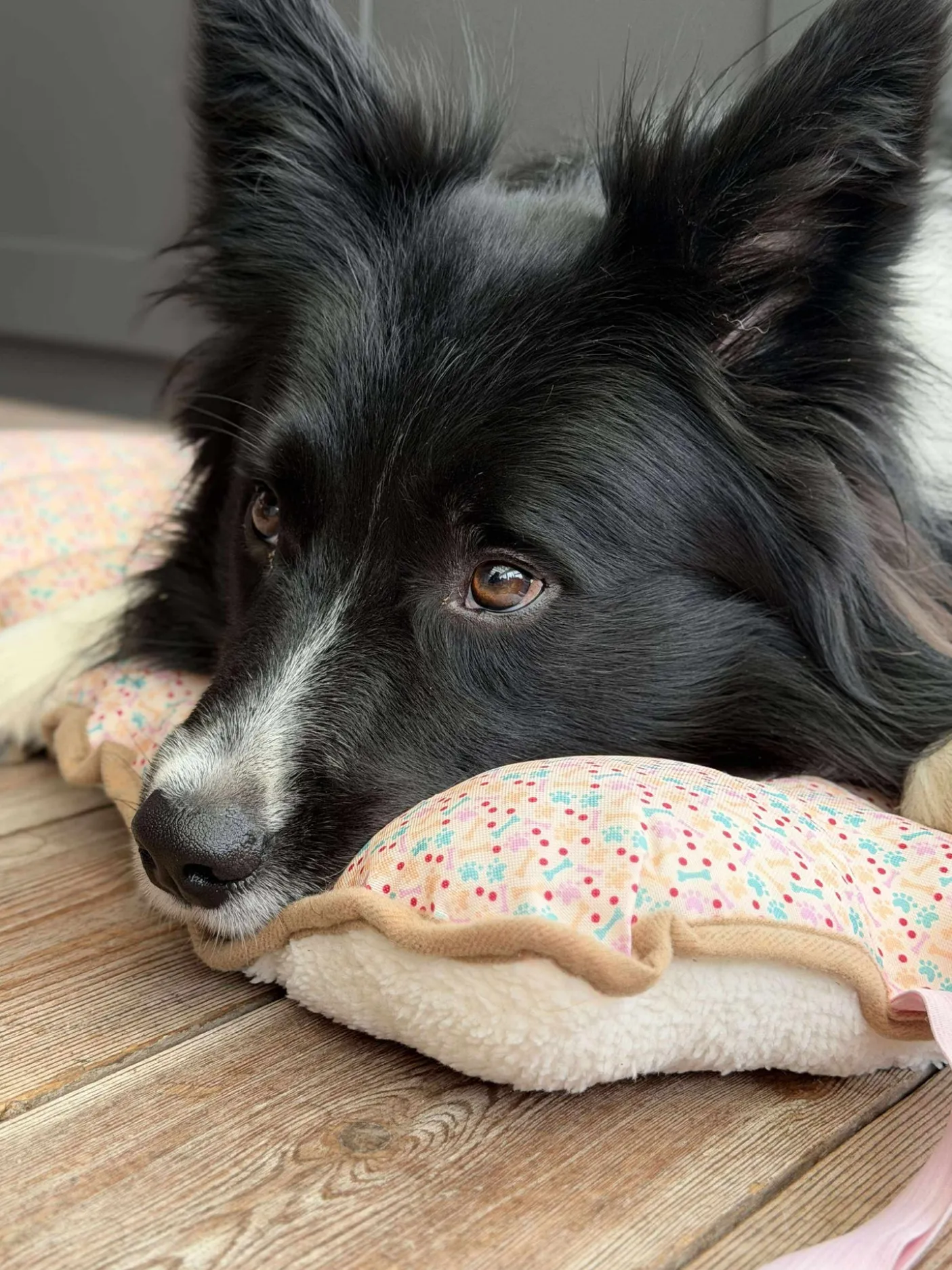 Hundetæppe - Foldbart