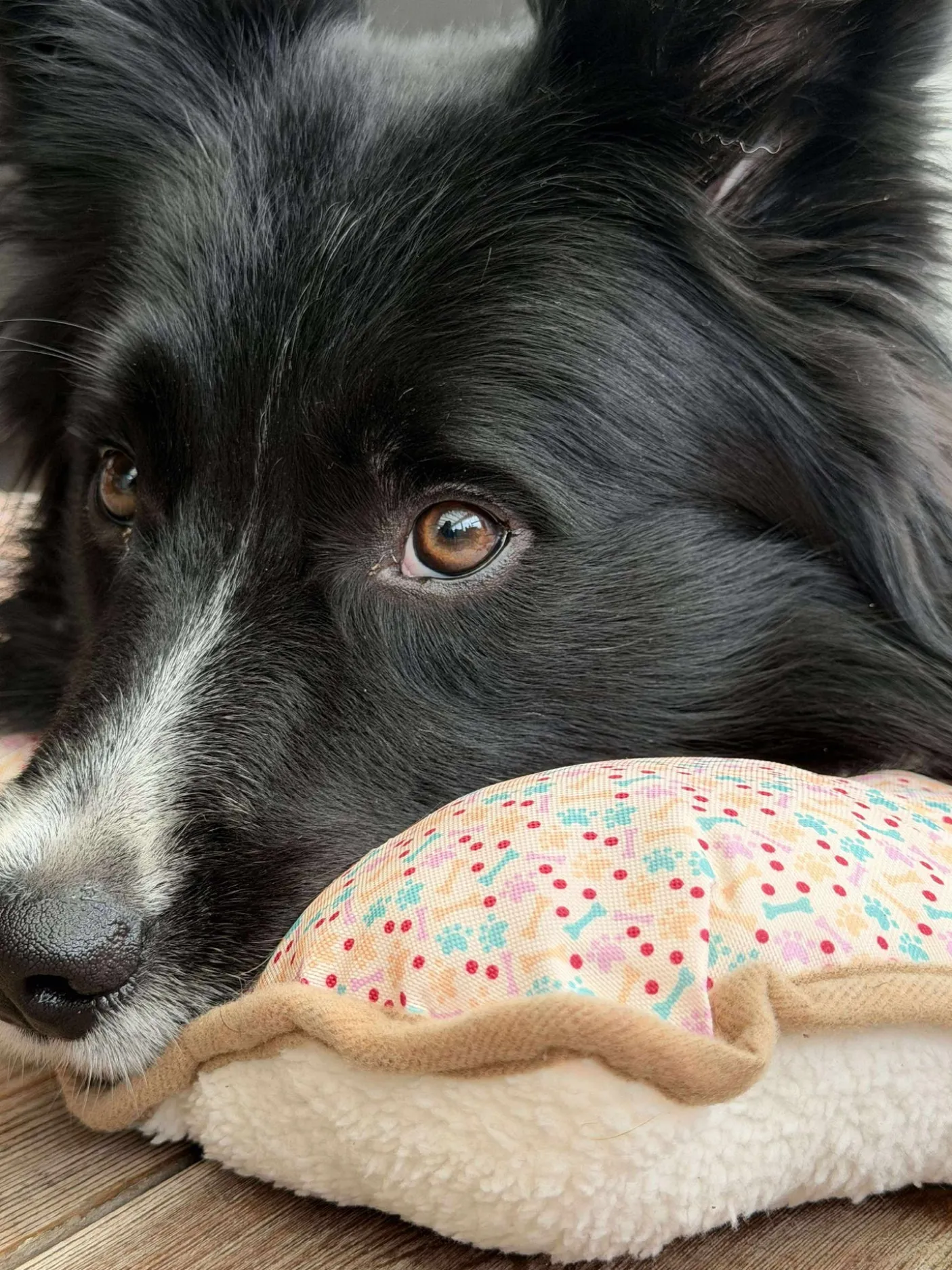 Hundetæppe - Foldbart