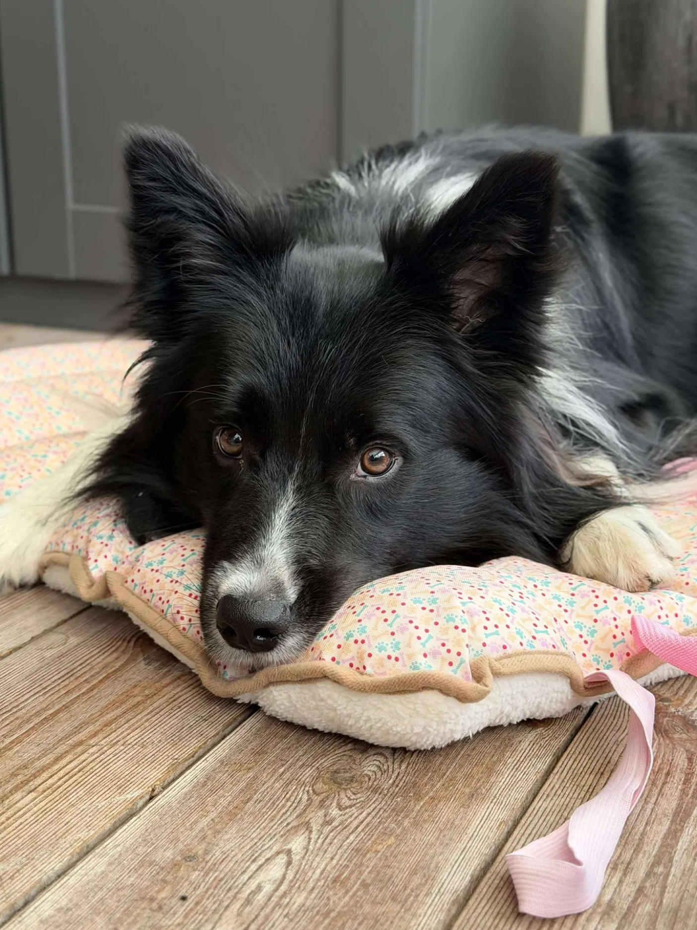 Hundetæppe - Foldbart