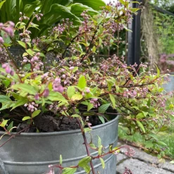 Kork bark til dekoration - Brændt