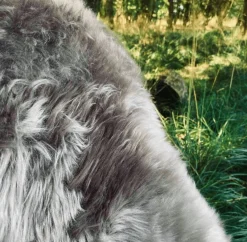 Lammeskind fra New Zealand – Mocca 85x55cm