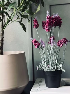 Lavendel 40cm - Hindbær